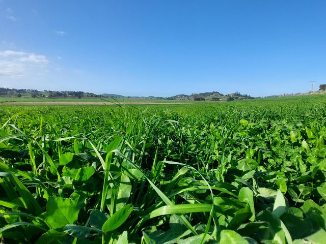 1323 SH One - Lot 1 Hikurangi