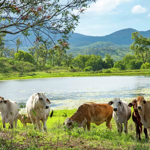 84 Cormier Pike Apt. 054 - Balgowlah heights