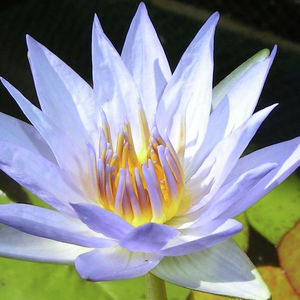 84 Cormier Pike Apt. 054 - Balgowlah heights