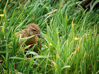 photo property thumbnail