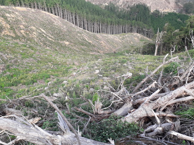 Lot 6/618 Tinui Valley Rd  [Taipo Forest Tinui