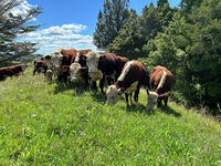 photo property thumbnail