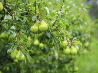 photo property thumbnail